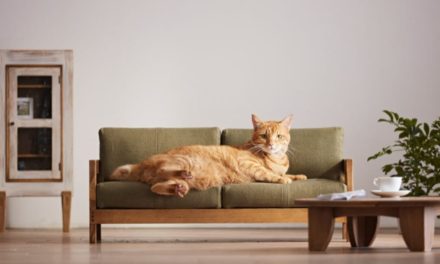 Meubeltjes voor de poes 