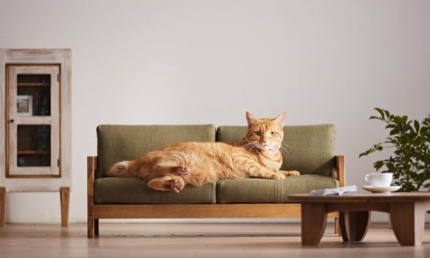 Meubeltjes voor de poes 