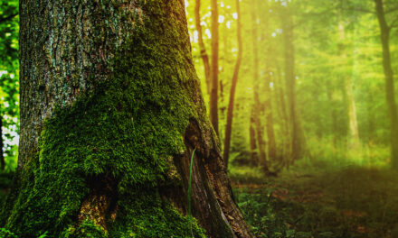 MDF voor de toekomst: Fibralux Biobased met plantaardige lijm
