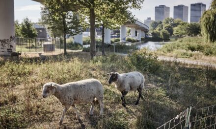 Wol als meubelvulling in plaats van PU schuim