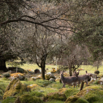 Premium artikel uit Home Deco Business Magazine: ‘Duurzame geurbeleving uit de Wicklow Mountains’