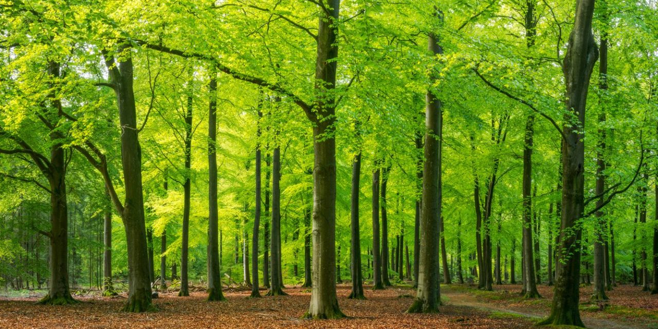 Ontbossingsverordening EUDR wordt vrijwel zeker uitgesteld