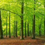 Ontbossingsverordening EUDR wordt vrijwel zeker uitgesteld