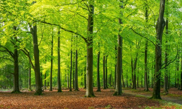 Ontbossingsverordening EUDR wordt vrijwel zeker uitgesteld