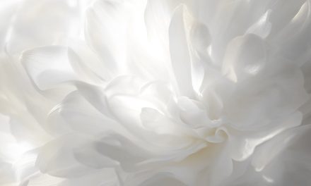 Pantone kleur van het jaar 2026: Cloud Dancer