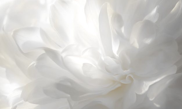 Pantone kleur van het jaar 2026: Cloud Dancer